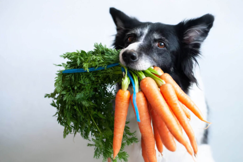 10-alimentos-que-pueden-comer-los-perros---trending-noticias