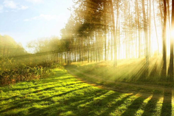 10 tips-consejos-para-cuidar-el-medio-ambiente-trending-noticias