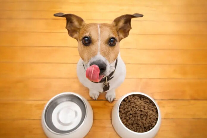 Alimentos-prohibidos-para-perros-trending-noticias