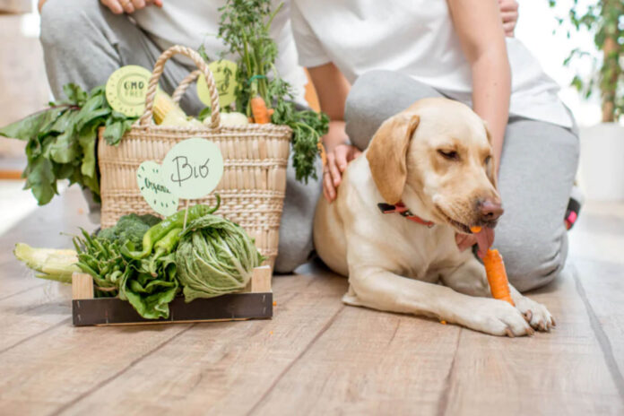 alimentos-que-pueden-comer-los-perros---trending-noticias
