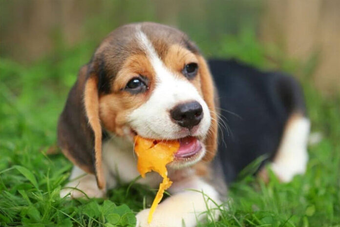 Mi-perro-puede-comer-mango-trending-noticias